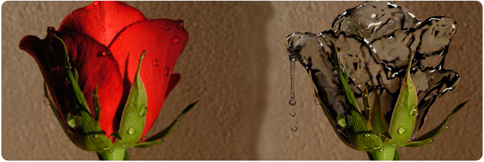 Роза из воды в фотошопе