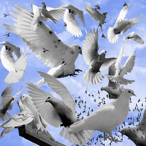 Голуби. Кисти для Photoshop Голуби. Кисти для Photoshop
