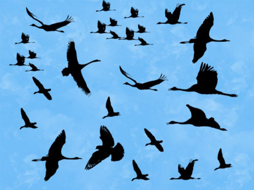 Birds Brushes for Photoshop Birds Brushes for Photoshop
