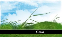 Grass. ����� ��� Photoshop