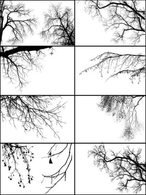 Tree Borders - ����� ��� Photoshop