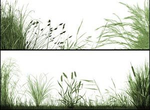 ����� "�����"