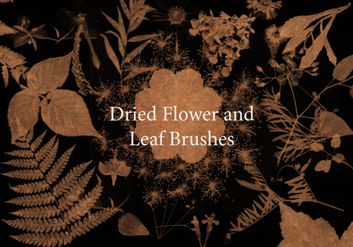 Dried Leaves Flower Brushes
