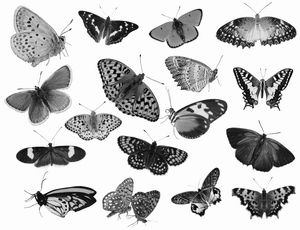 �����: �������