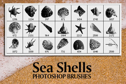 Sea Shells Photoshop Brushes Sea Shells Photoshop Brushes
