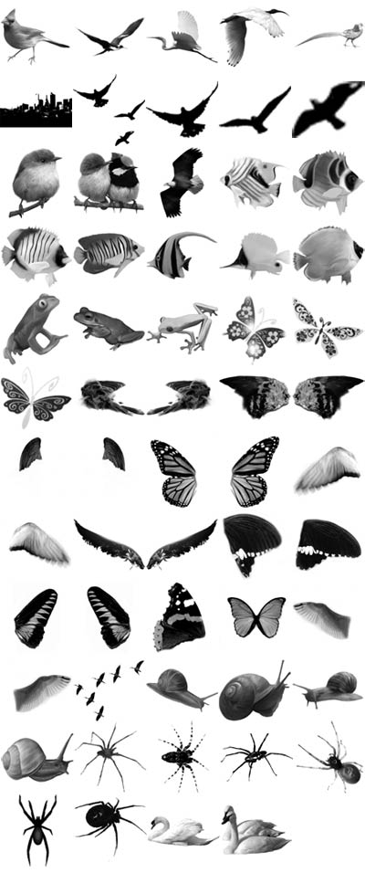 Animal. ����� ��� Photoshop