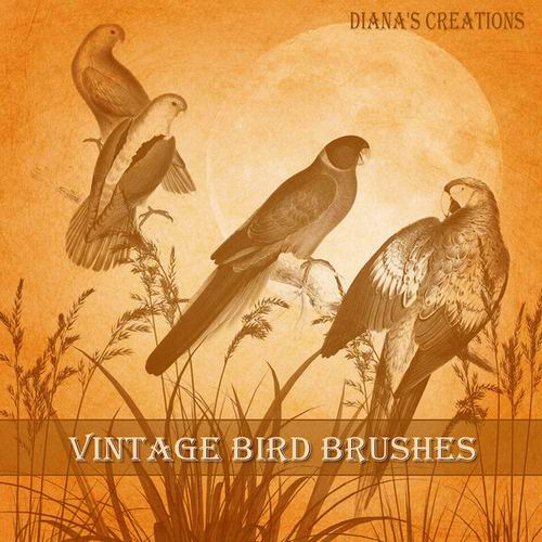 Vintage Bird Brushes