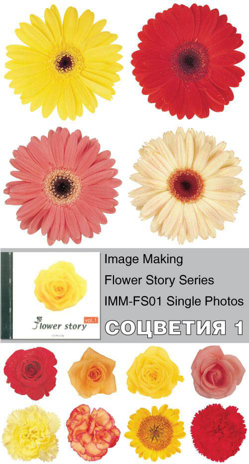 Image Making - Flower Story Series - IMM-FS01 Single Photos Image Making - Flower Story Series - IMM-FS01 Single Photos