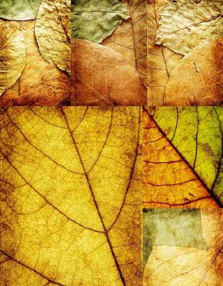    / leaves autumn textures
