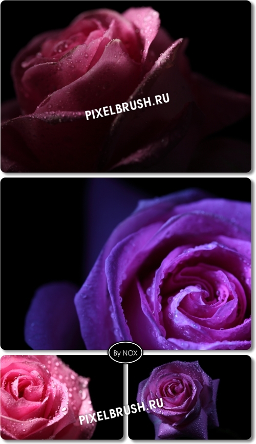 Rose, Black Backgrounds - ����, ������ ���