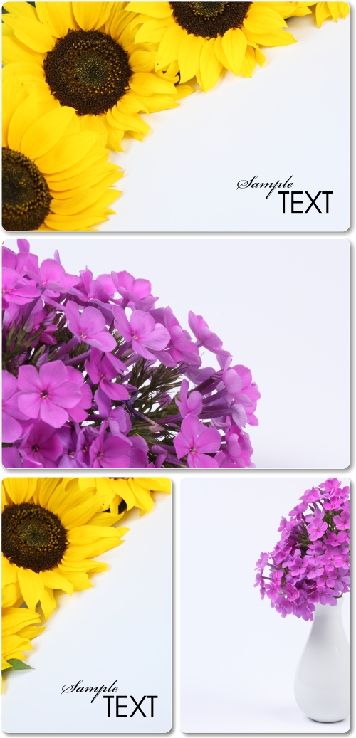 Flower Backgrounds - �����, ����� ���