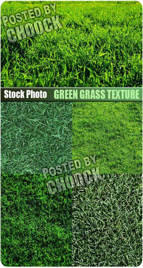 Stock Photo: Green grass texture Stock Photo: Green grass texture