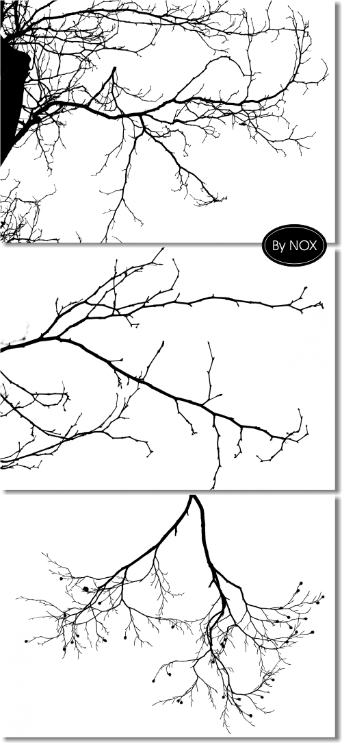 Black Branch on Wite Backgrounds - Черные ветви, белый фон Black Branch on Wite Backgrounds - Черные ветви, белый фон