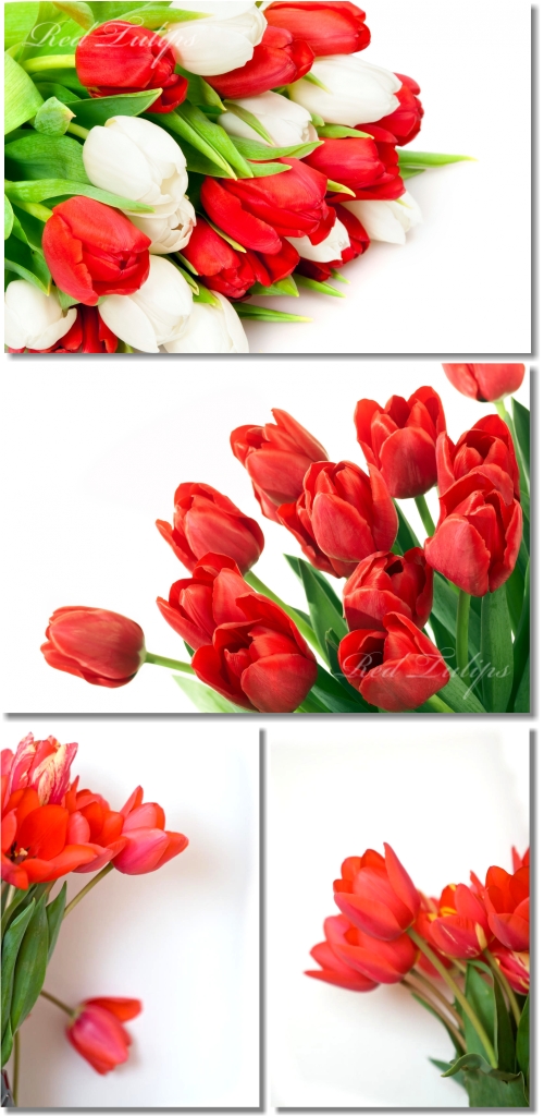 Red Tulips Backgrounds - Тюльпаны, фон Red Tulips Backgrounds - Тюльпаны, фон