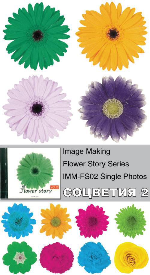 Image Making - Flower Story Series - IMM-FS02 Single Photos Image Making - Flower Story Series - IMM-FS02 Single Photos