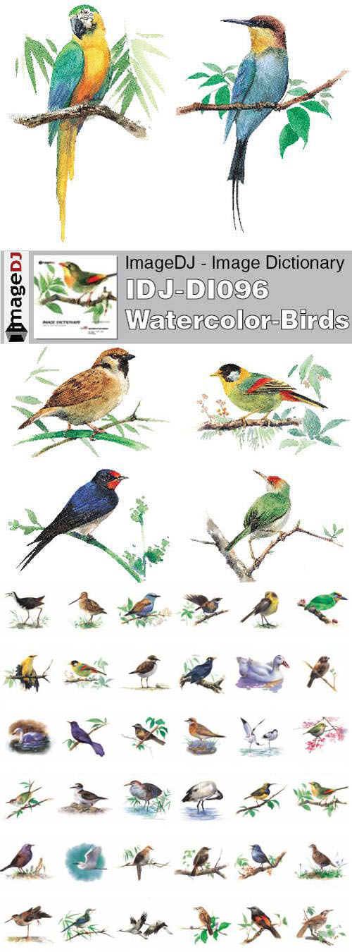 Stock Photo - ImageDJ - IDJ-DI096 Watercolor Birds Stock Photo - ImageDJ - IDJ-DI096 Watercolor Birds