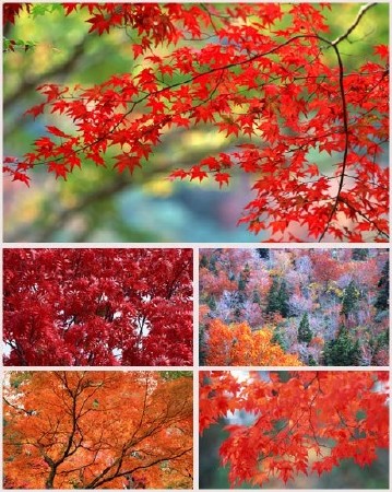 Фоны для фотошопа - Осенний коллаж Фоны для фотошопа - Осенний коллаж