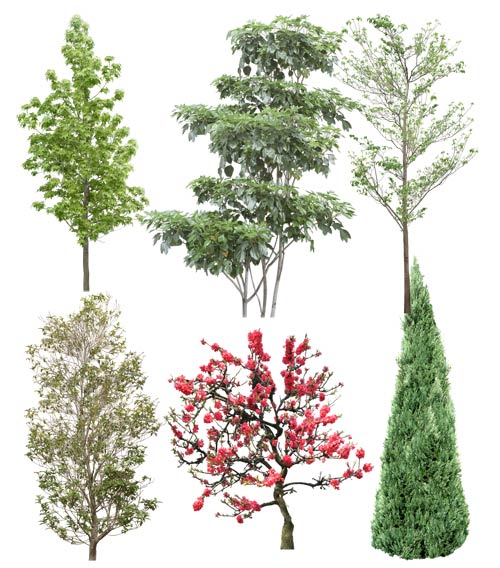 Текстуры дерева от Tenkei Kobo (Trees #4) Текстуры дерева от Tenkei Kobo (Trees #4)