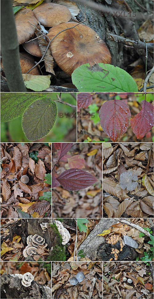 Autumn � Leaf and Mushrooms
