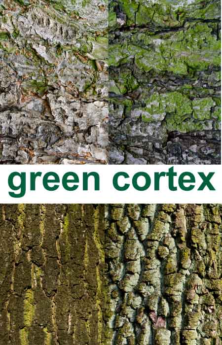 Текстуры коры дерева / cortex textures Текстуры коры дерева / cortex textures