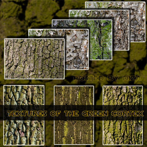 Textures of the green cortex - Текстуры зеленой коры деревьев Textures of the green cortex - Текстуры зеленой коры деревьев
