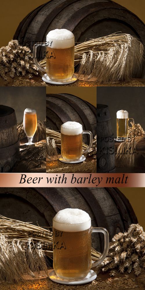 Stock Photo: Beer with barley malt