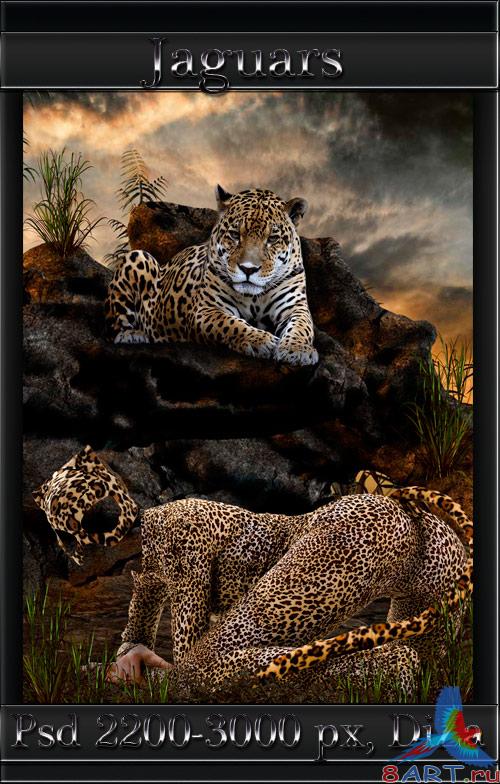 Jaguars -  -  