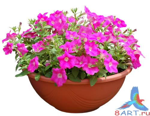 PSD Templates -  Flowers and Plants