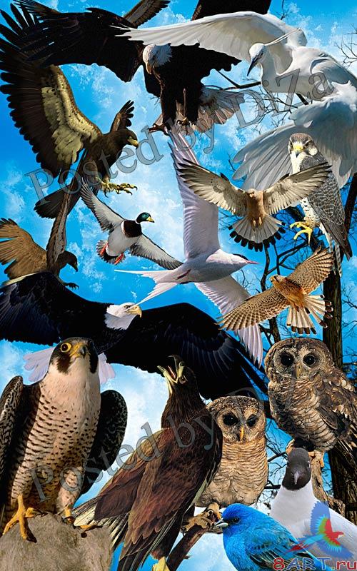 Splendid birds