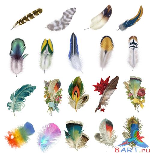 PSD Source - Feathers Images