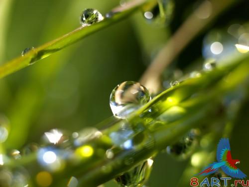 SuperMacro Wallpapers SuperMacro Wallpapers