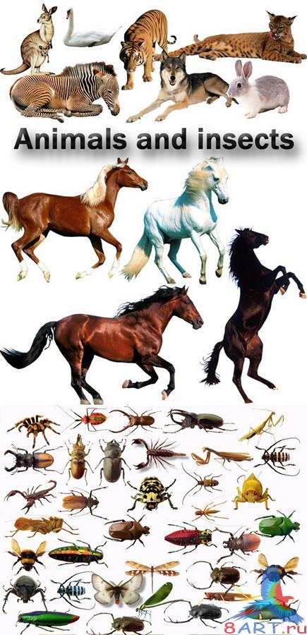        PSD  Animals and insects - PSD