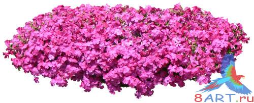 PSD Templates -  Flowers and Plants