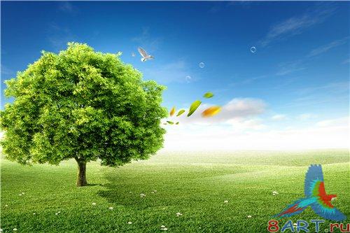 PSD - Green tree in summer nature