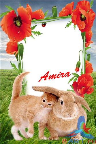    Photoshop - 