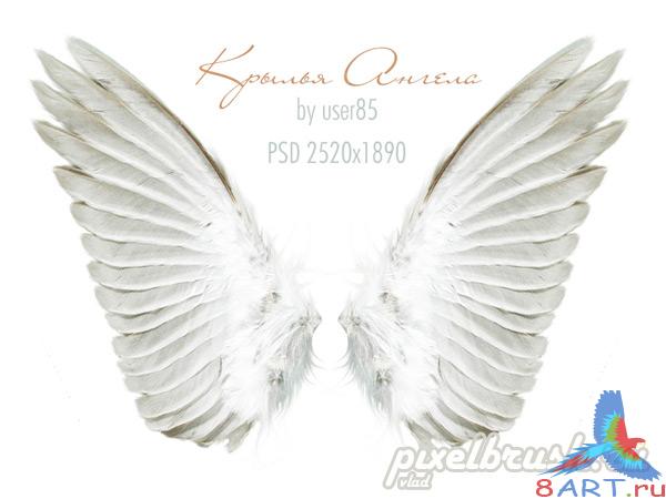 Angel Wings -   (     Photoshop)
