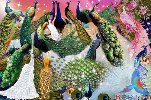 PSD Cliparts - Peacocks
