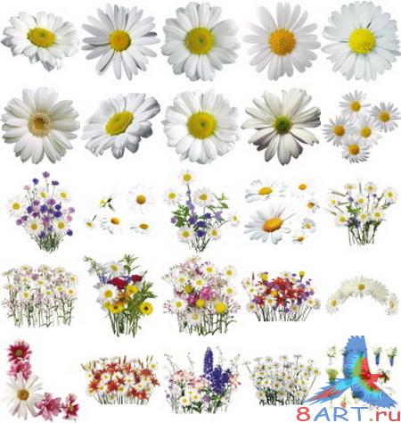      Photoshop - 