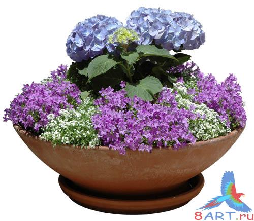 PSD Templates -  Flowers and Plants