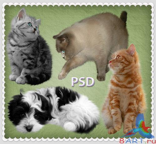 PSD- -   
