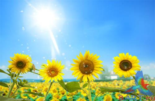 PSD - Sunflowers Field Template PSD - Sunflowers Field Template