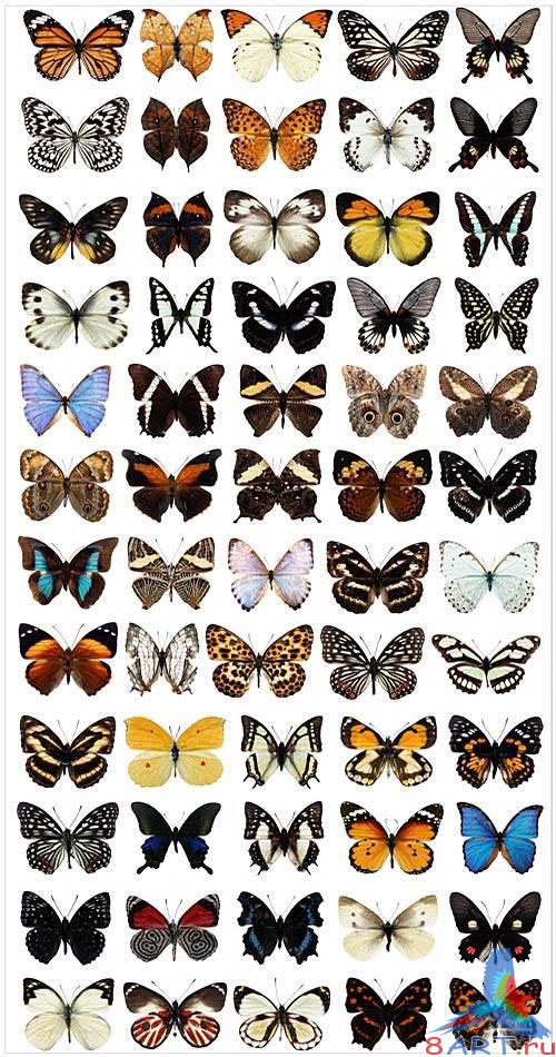 Butterfly collection in PSD