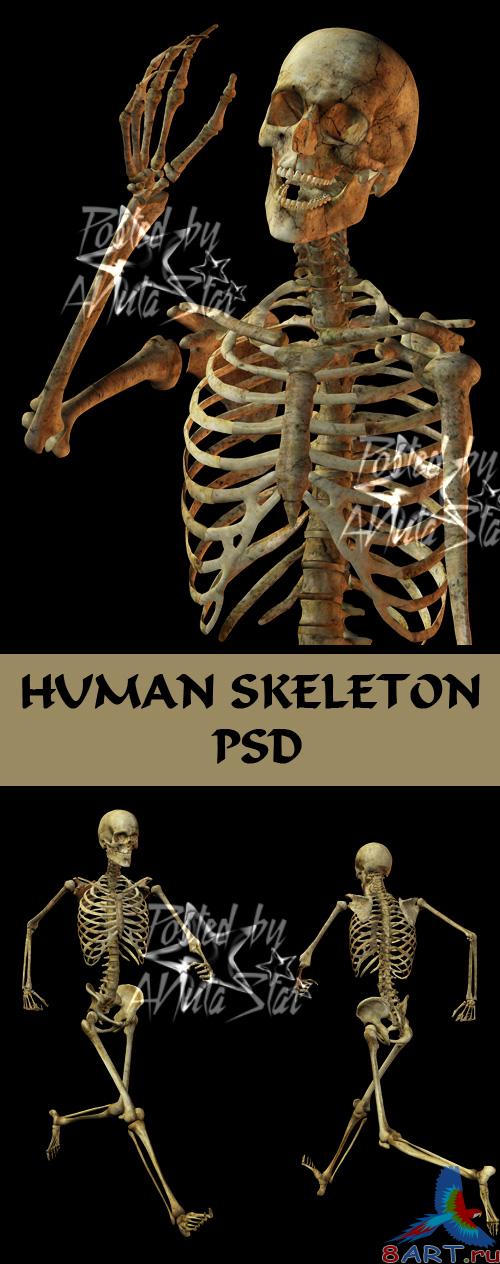 Human Skeleton PSD   