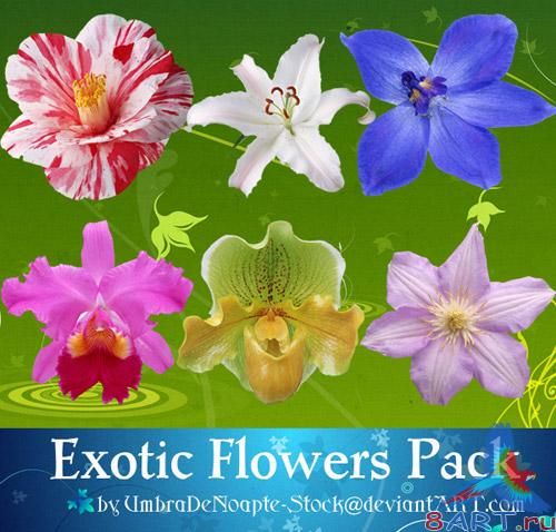 Exotic Flowers Pack (PSD)