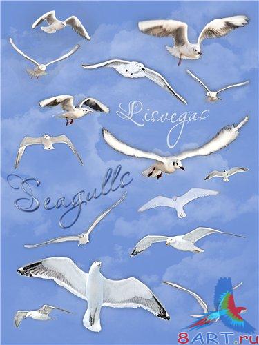   (Seagulls)