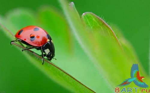 SuperMacro Wallpapers SuperMacro Wallpapers